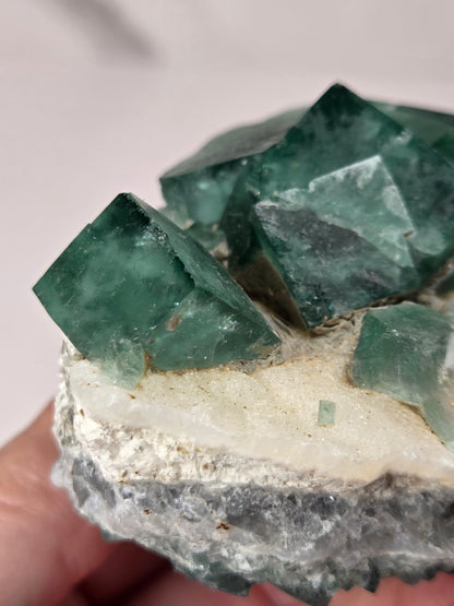 Close up of green fluorite specimen being held in a hand against a white background