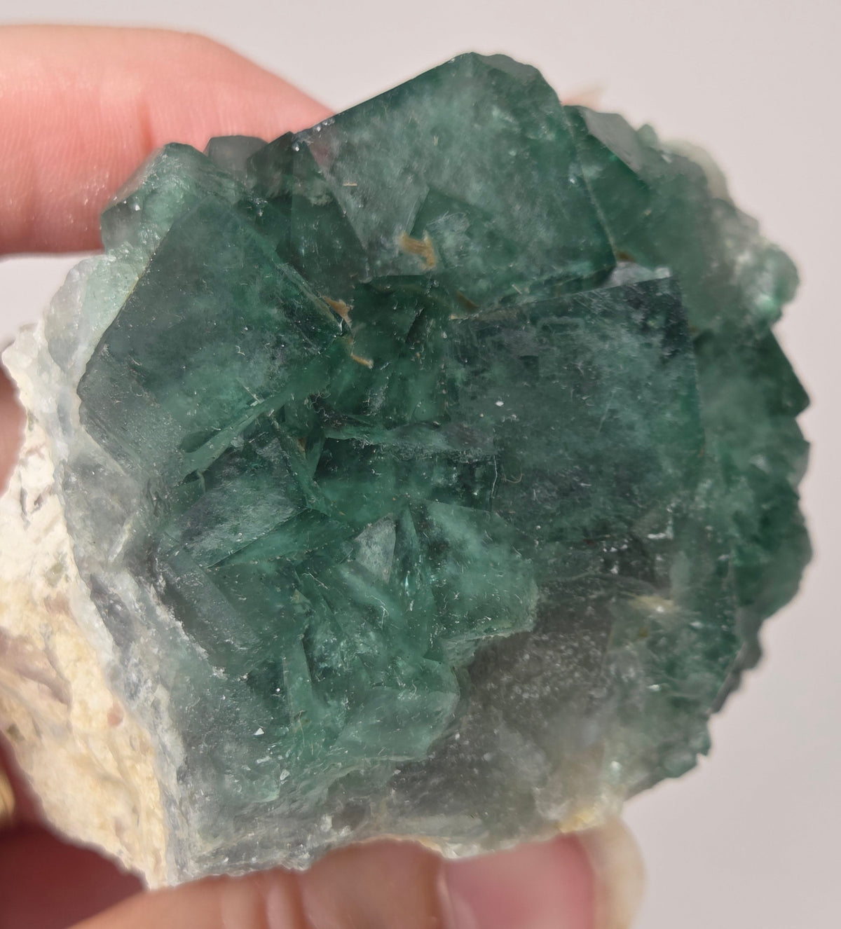 Close-up of a green fluorite specimen showing the fluorite cubes on white matrix against a grey background