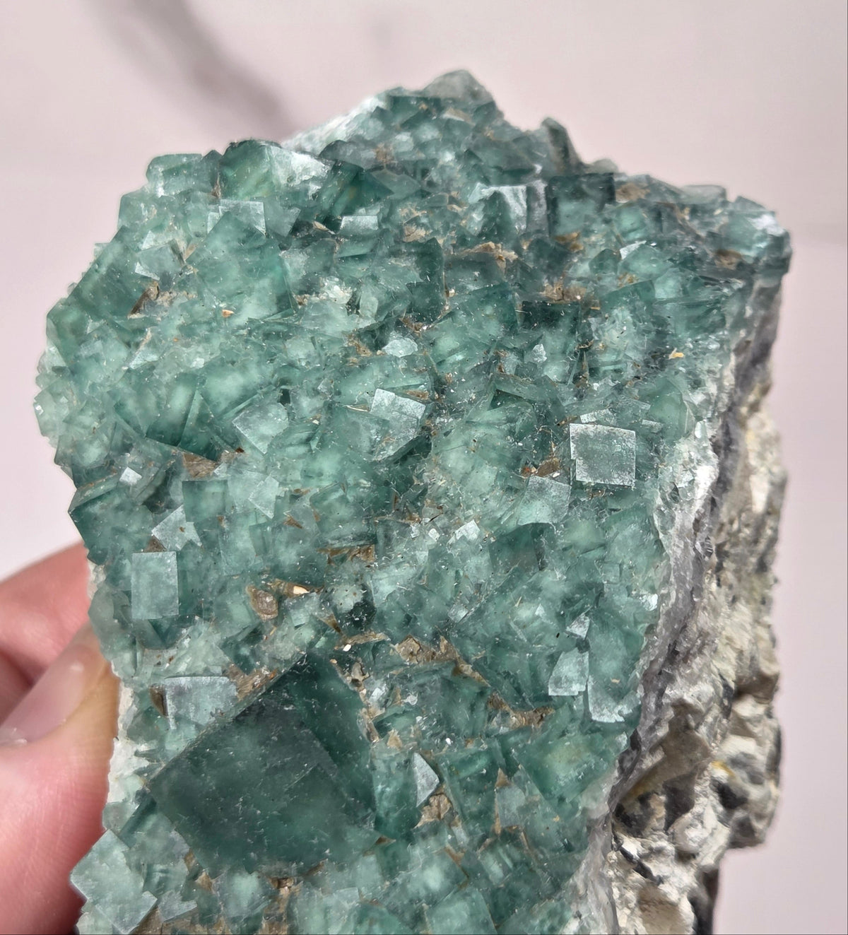 Close-up of a green fluorite specimen showing the fluorite cubes on white matrix against a grey background