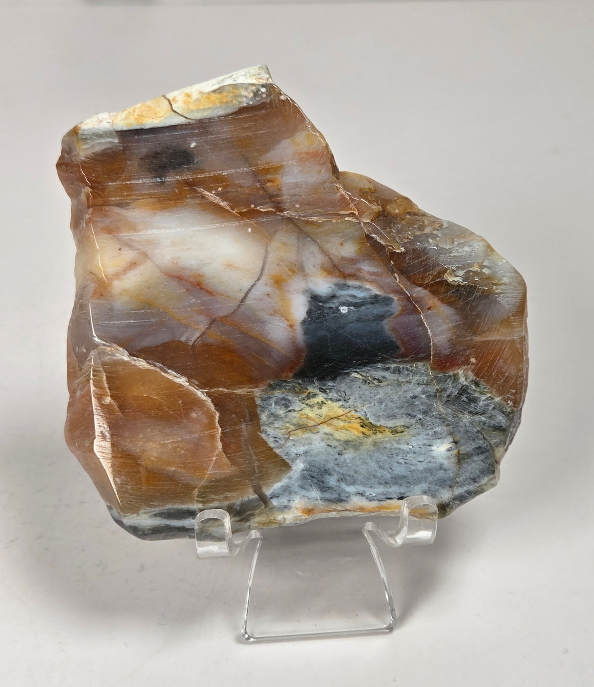 Petrified wood slab with blue, red and white coloring on an acrylic stand against a white background