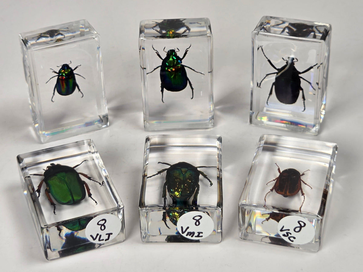 Various beetles with rainbow coloring in resin blocks against a white background