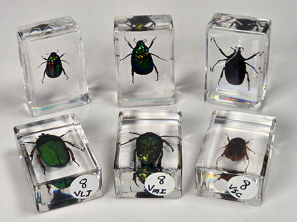 Various beetles with rainbow coloring in resin blocks against a white background