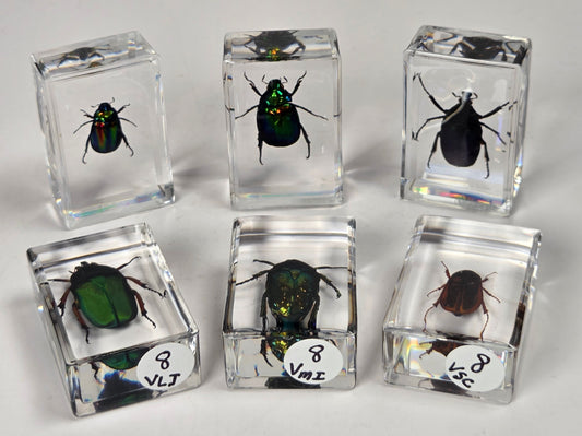 Various beetles with rainbow coloring in resin blocks against a white background