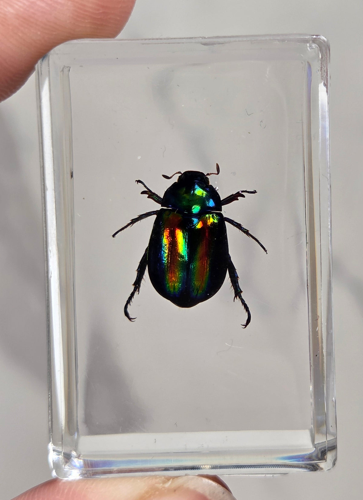 Hand holding a beetle with rainbow coloring in resin against a white background