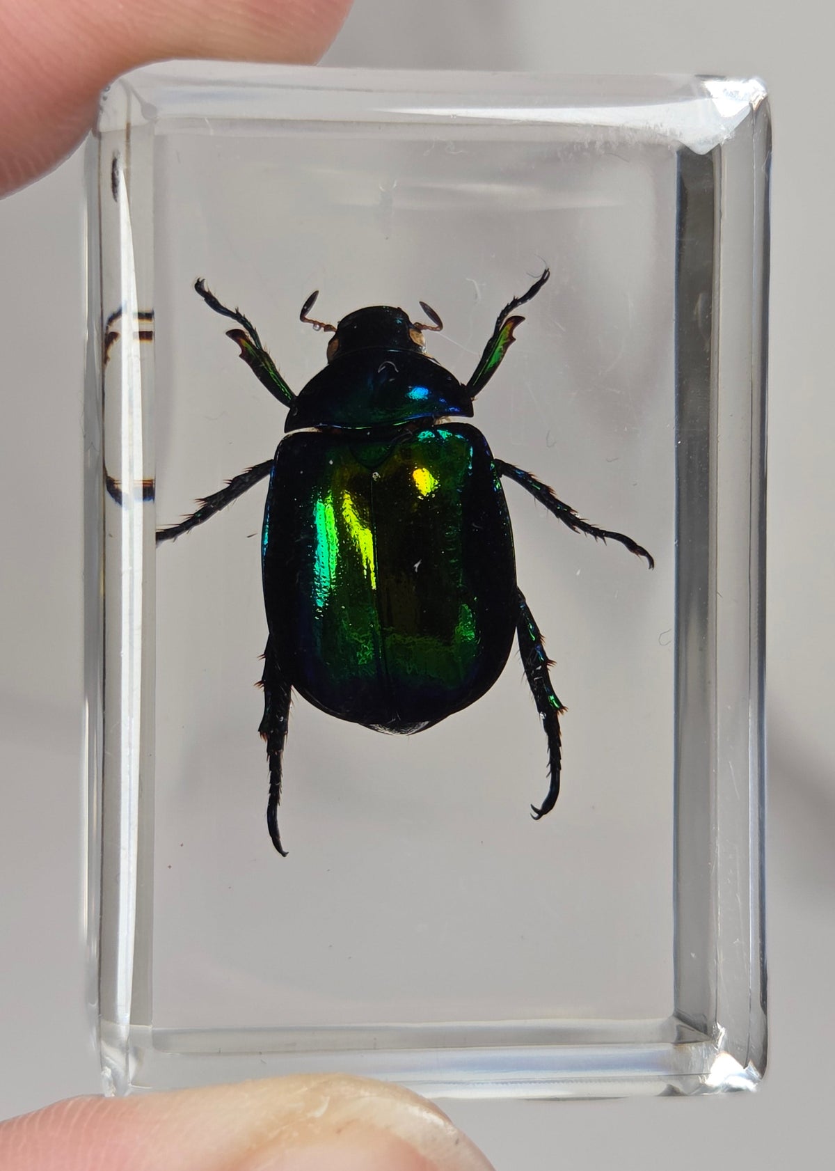 Hand holding a beetle with rainbow coloring in resin against a white background