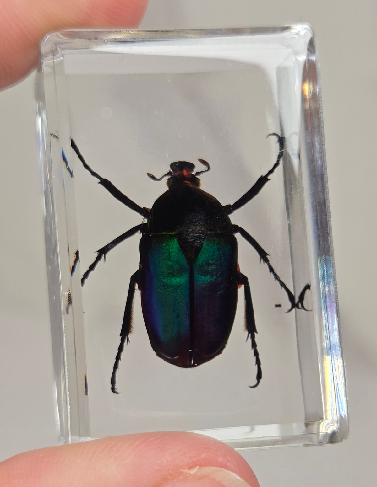 Hand holding a beetle with rainbow coloring in resin against a white background