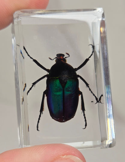 Hand holding a beetle with rainbow coloring in resin against a white background