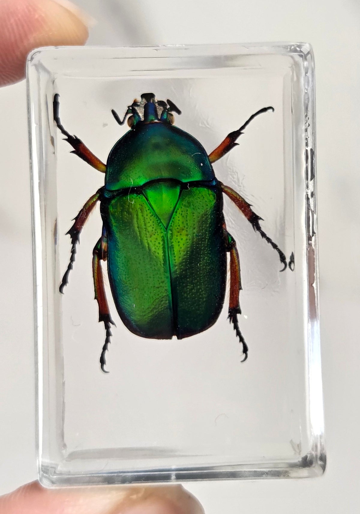 Hand holding a beetle with rainbow coloring in resin against a white background