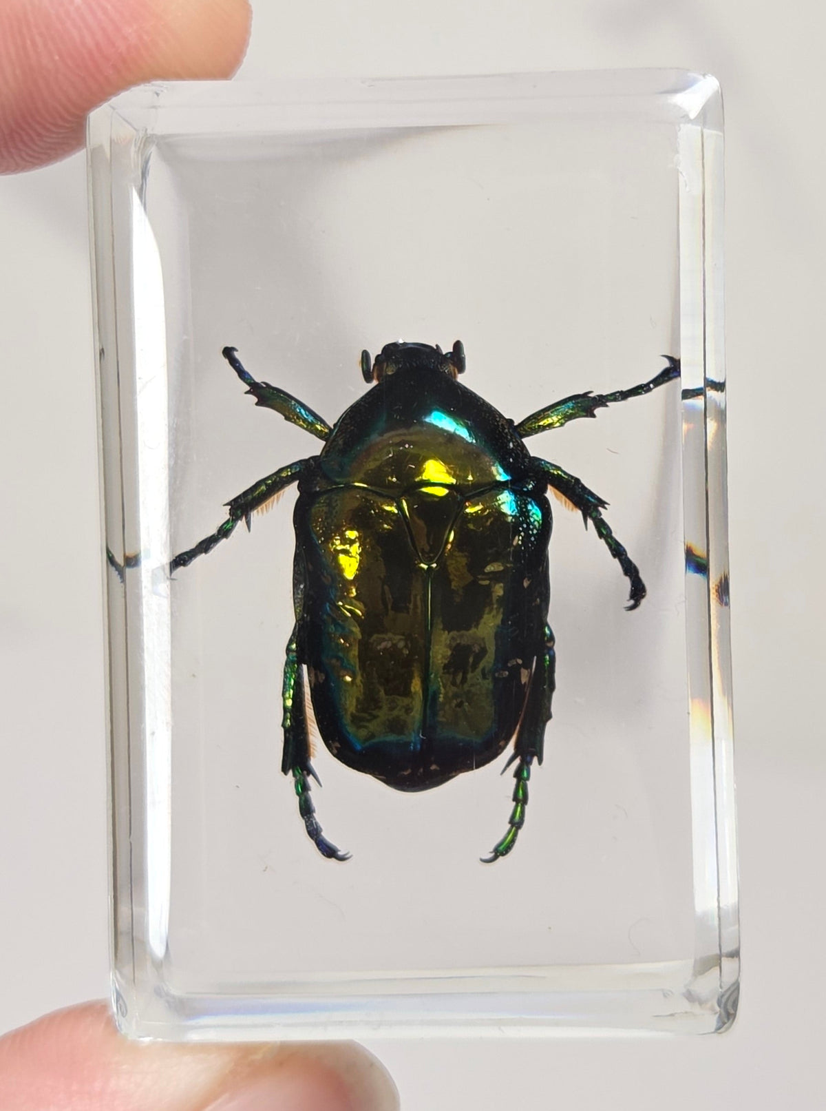 Hand holding a beetle with rainbow coloring in resin against a white background