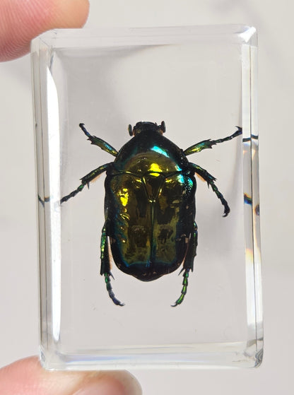 Hand holding a beetle with rainbow coloring in resin against a white background