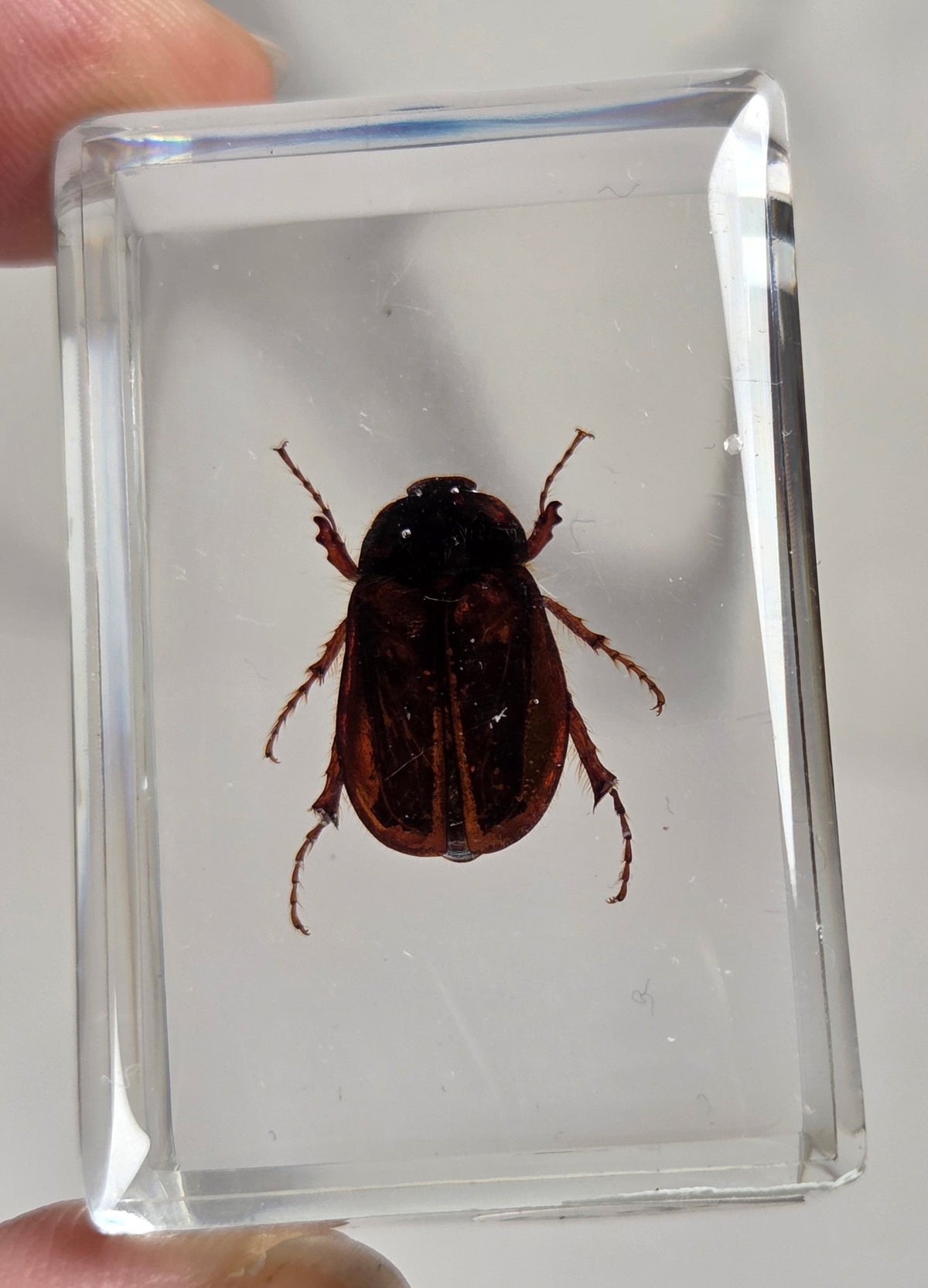 Hand holding a beetle with rainbow coloring in resin against a white background