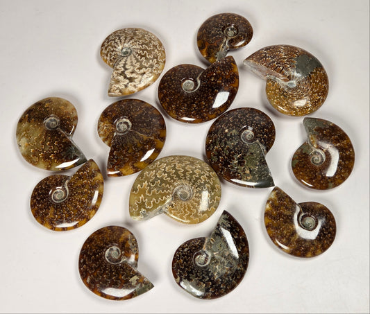 Collection of ammonite fossis on a white background