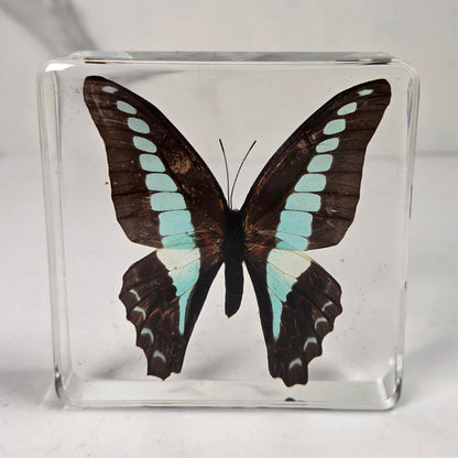 Real butterfly incased in a clear resin case against a white background