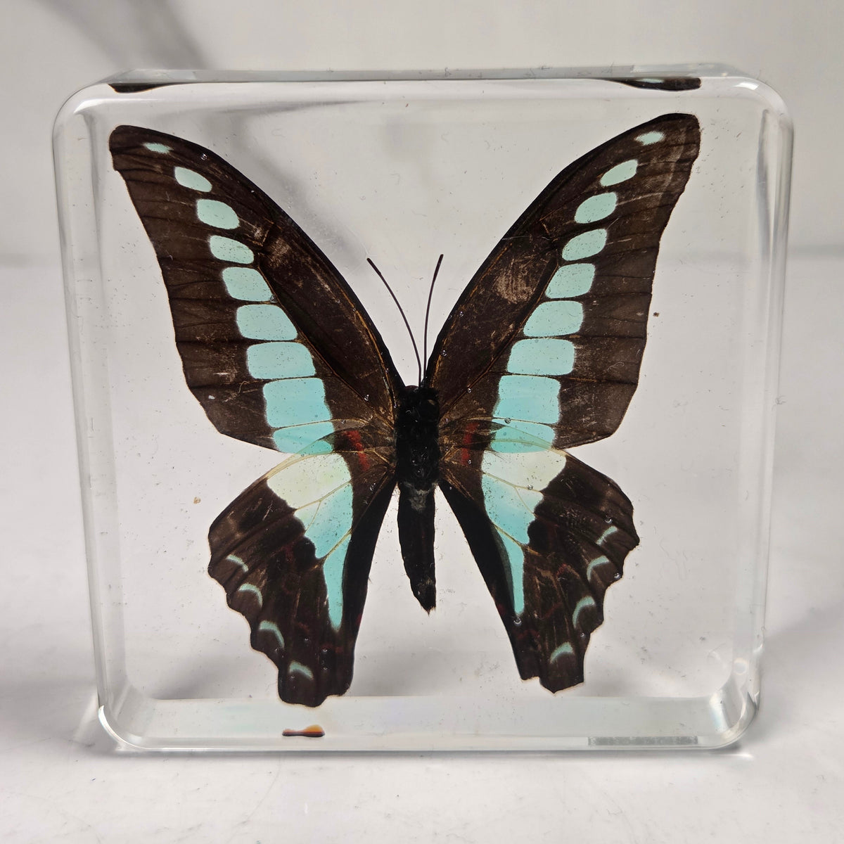Real butterfly incased in a clear resin case against a white background