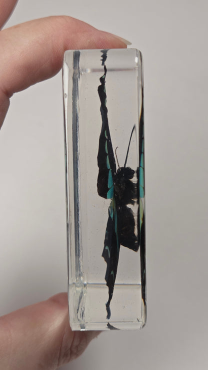 Real butterfly incased in a clear resin case against a white background