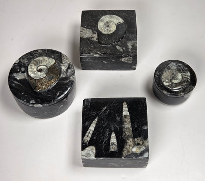 Orthocerus fossil formation trinket boxes against a white background