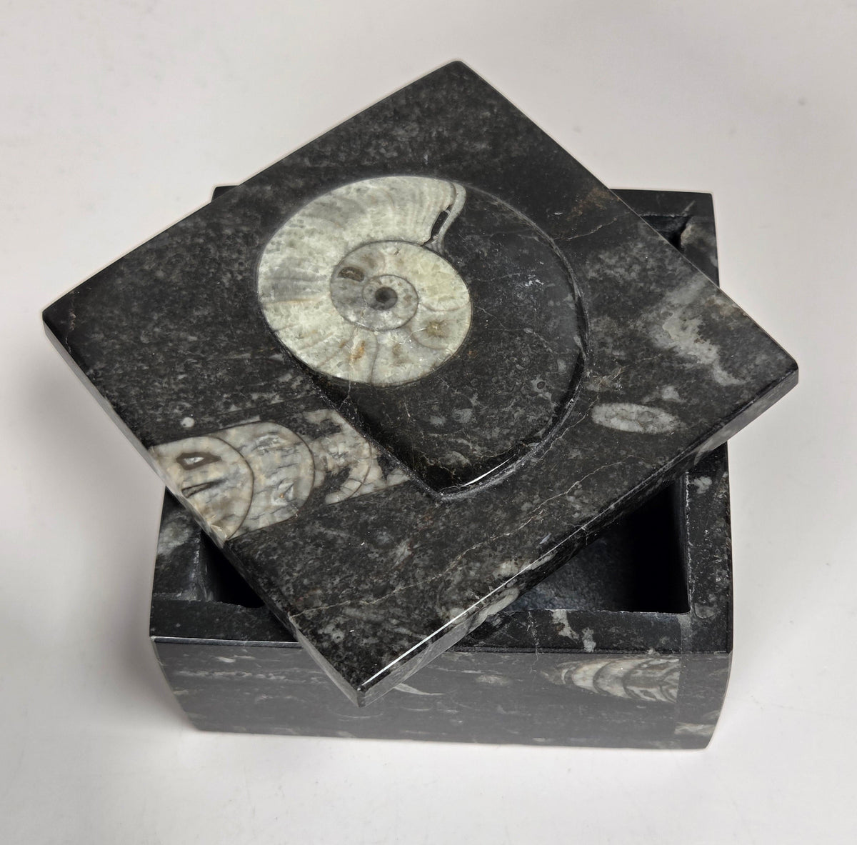 Orthocerus fossil formation trinket box against a white background