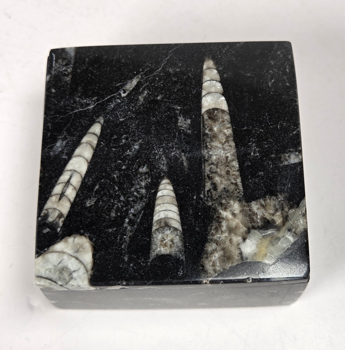 Orthocerus fossil formation trinket box against a white background