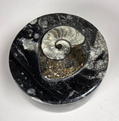 Orthocerus fossil formation trinket box against a white background