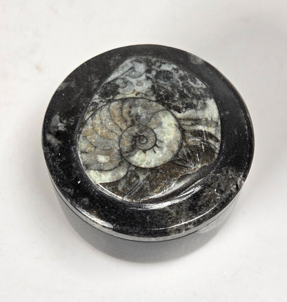 Orthocerus fossil formation trinket box against a white background